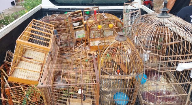 Operação apreende 351 aves e aplica mais de R$ 130 mil em multas na APA de Murici
