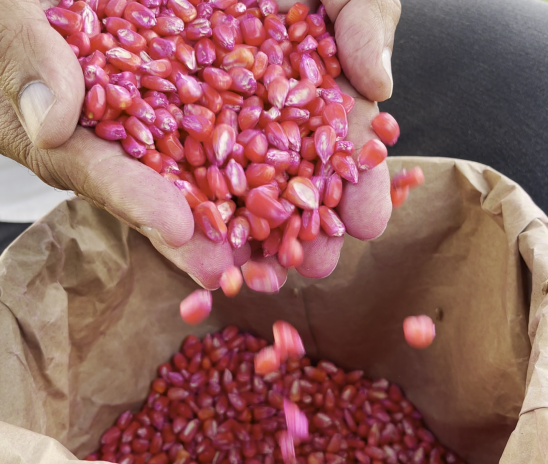 Alagoas Sem Fome: Governo planeja distribuir mais de mil toneladas de sementes para plantio em 2024