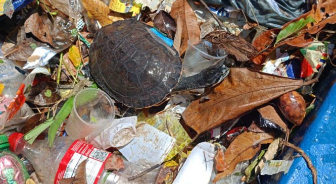 Tartaruga é resgatada em meio ao lixo descartado irregularmente em Jaraguá