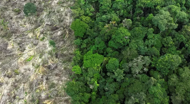 Desmatamento na Amazônia tem queda de 21,8% e no Pantanal, de 9,2%