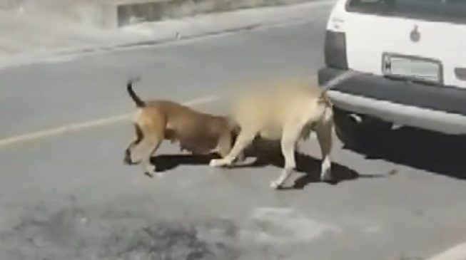 Pitbulls soltos matam gato e assustam moradores em Marechal Deodoro