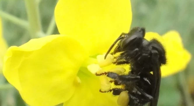 Embrapa lança projeto projeto brasileiro que permite alugar abelhas