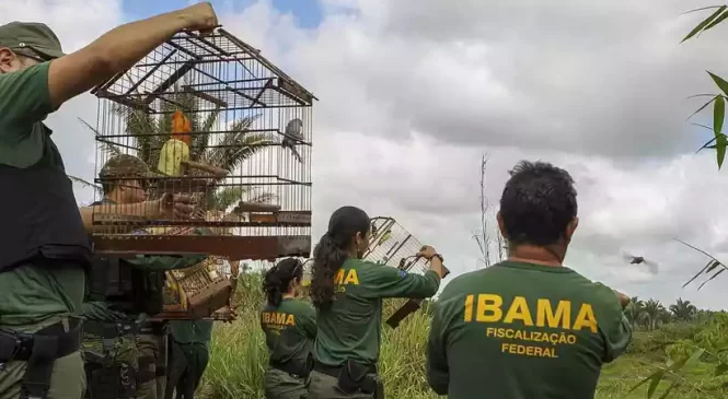 Servidores federais ambientais decidem entrar em greve em 17 Estados