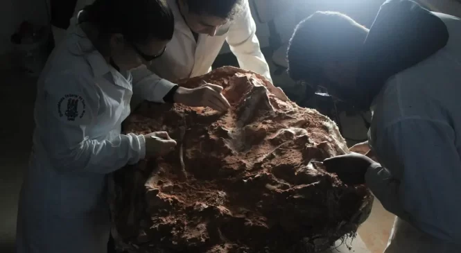Fóssil encontrado no RS vai ajudar a entender a origem dos dinossauros