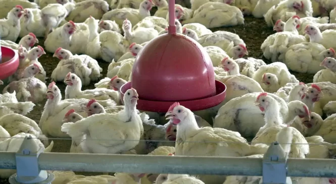 Brasil suspende exportações de carne de aves e seus produtos