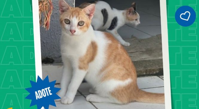 Programa Adote Um Animal inicia divulgação dos cães e gatos aptos para adoção