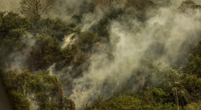 Incêndios podem ter degradado 9% do Pantanal nos últimos cinco anos