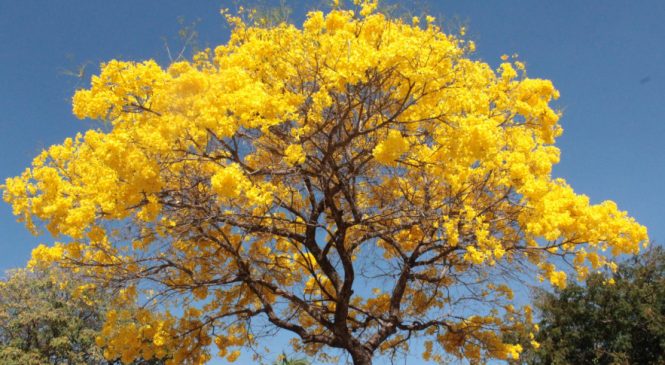 É primavera: está de volta a estação das flores