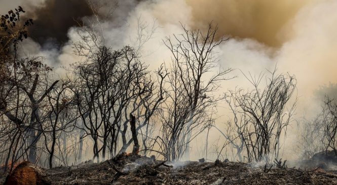 ICMBio suspeita de incêndio criminoso na Floresta Nacional de Brasília