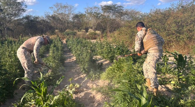 SSP e MP apreendem mais de 25 mil pés de maconha em Canapi