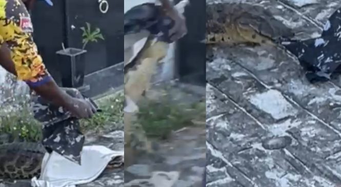 Vídeo: Homem é mordido por jacaré em cemitério