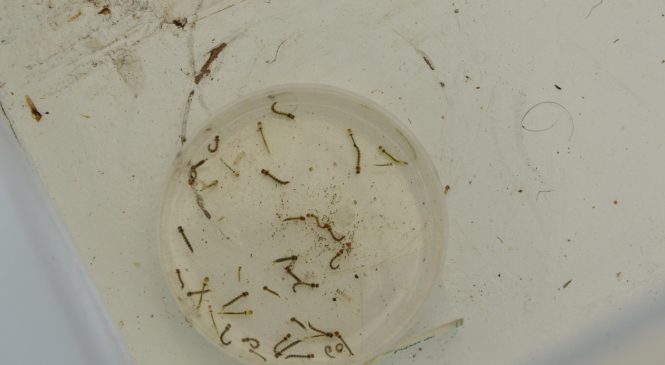 Alagoas registra redução de mais de 60% nos casos prováveis de dengue